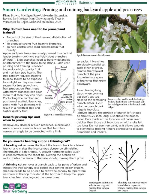 Home pruning methods to plant fruit trees close together