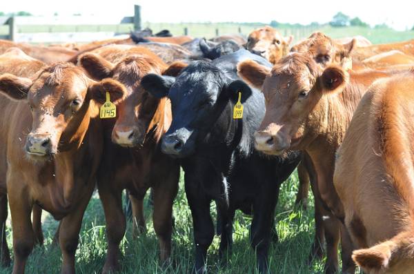 Culling your beef cow herd - MSU Extension
