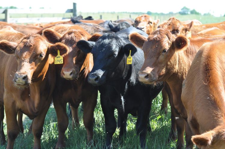 Culling Of Livestock Presentation