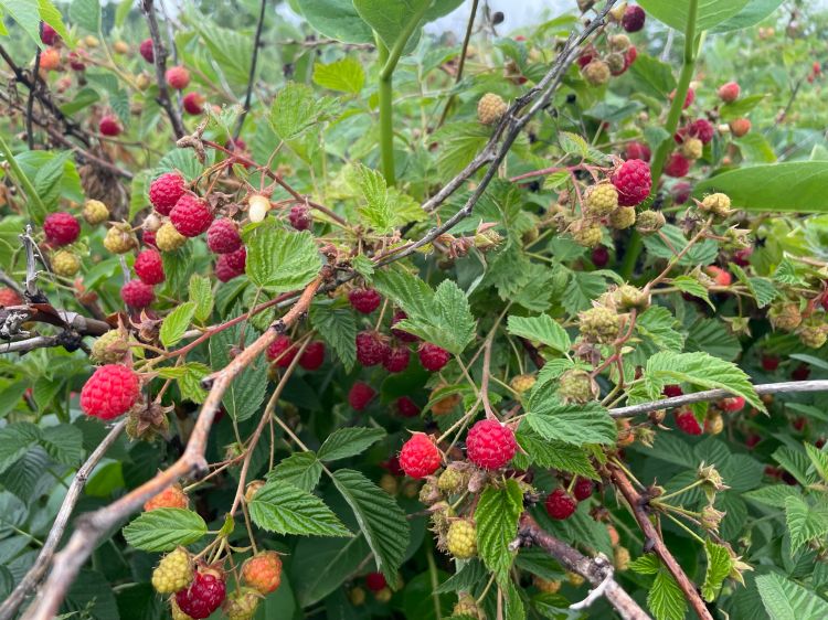 Raspberries