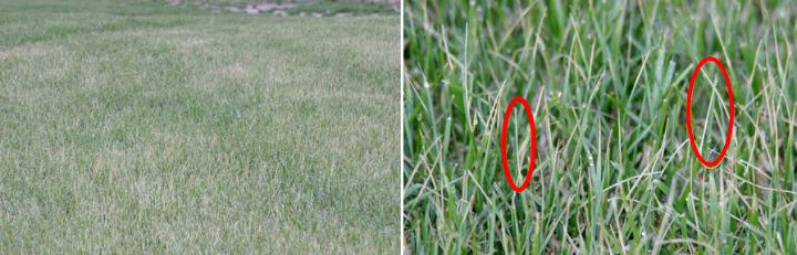 What Are Those Dead Grass Tips In My Lawn Turf