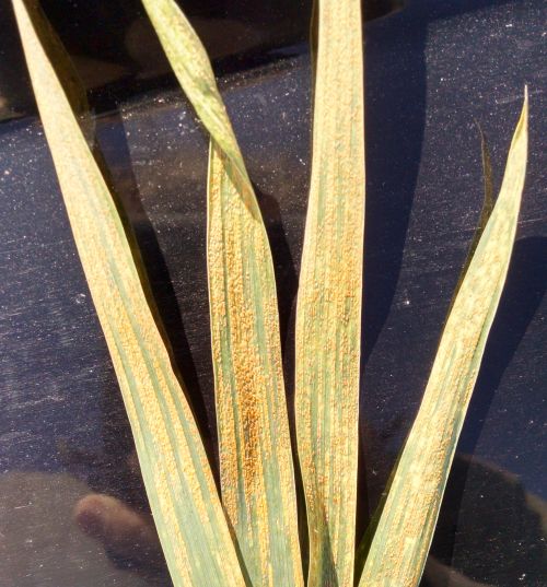 Advanced stripe rust infection on flag leaves of wheat. Photo: James DeDecker, MSU Extension.