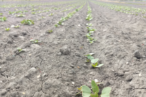 Michigan vegetable crop report – April 28, 2021
