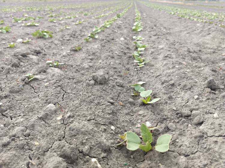 Radish plant coming up from ground.