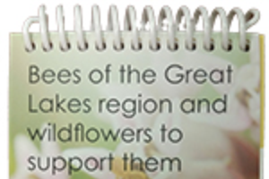 Bees of the Great Lakes Region and Wildflowers to Support Them