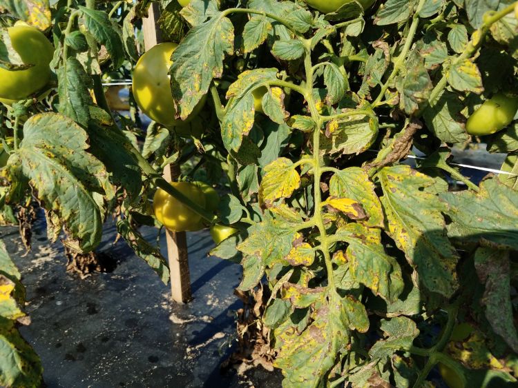 Tomato plants showing bacterial spot
