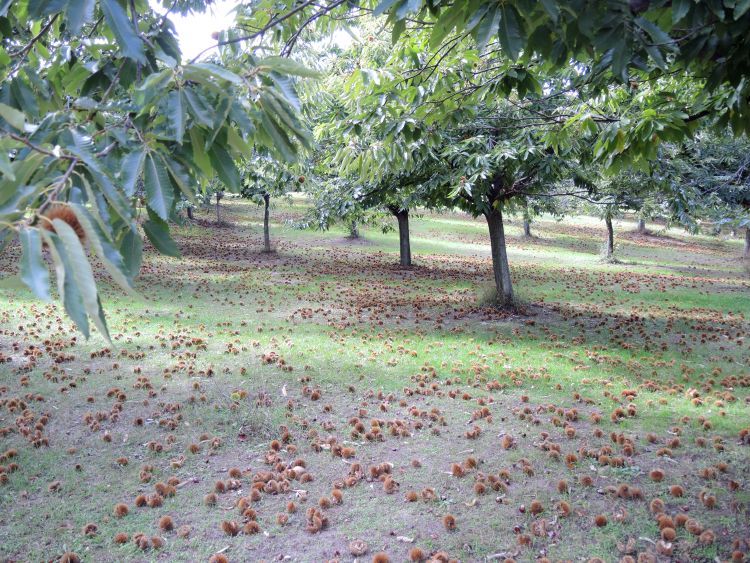 Chestnut harvest in Michigan