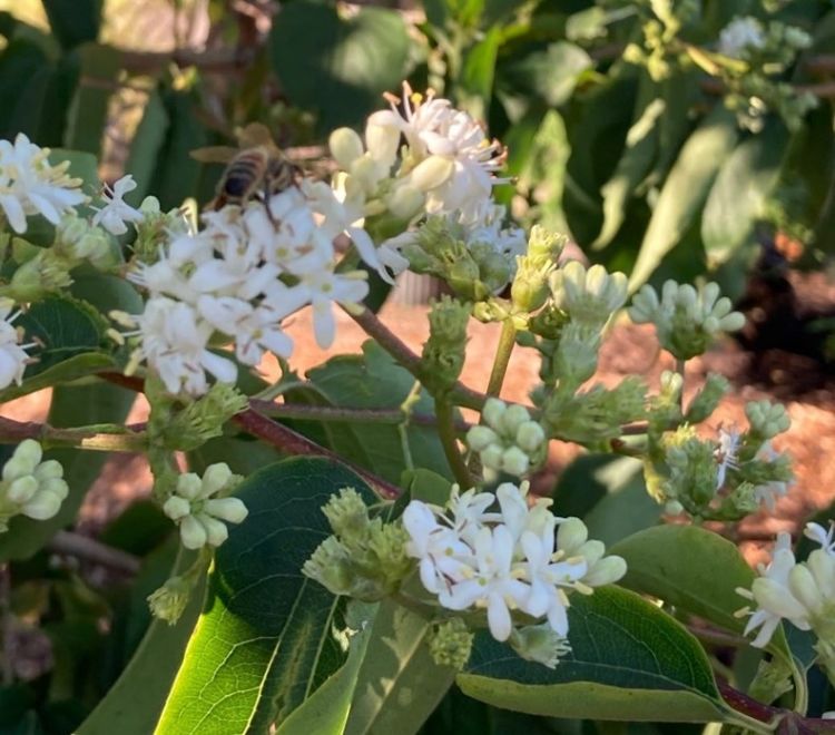 Flowers of the Seven-son flower tree.  Photo by Dixie Sandborn.