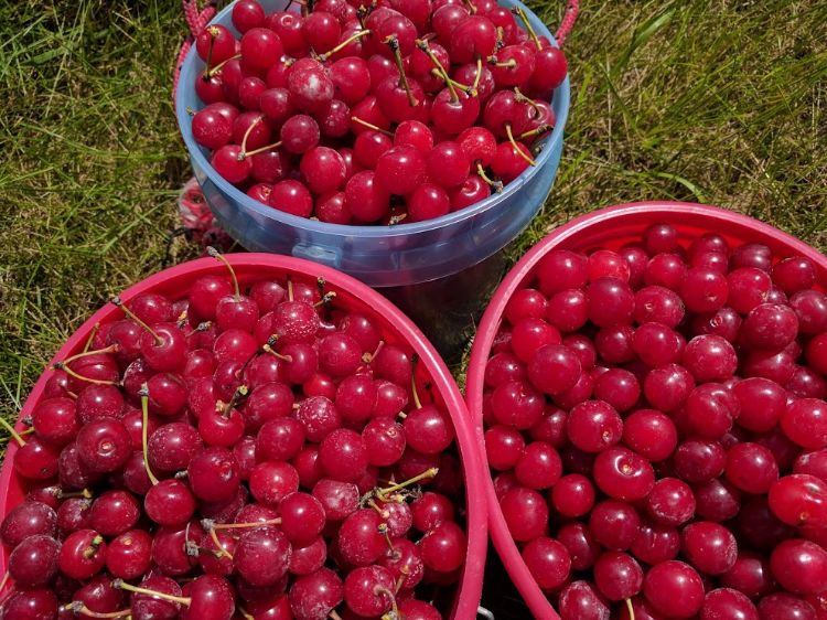 Freshly picked tart cherries. Photo by Sara Keinath, MSU Extension.