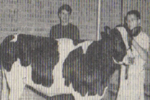 1955 Dairy Judging