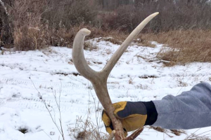 Searching for antler sheds can be a fun end of winter pastime