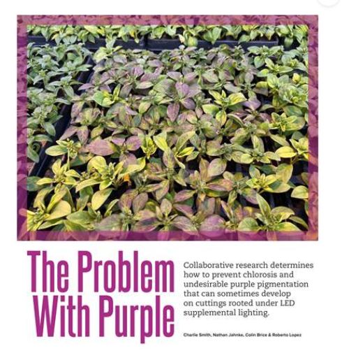 GrowerTalks magazine publishes research from graduate student Charlie Smith on the prevention of chlorosis and undesirable purple pigmentation that can develop on cuttings rooted under LED supplemental light.