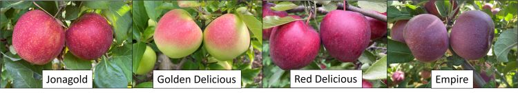 Jonagold, Golden Delicious, Red Delicious and Empire apples