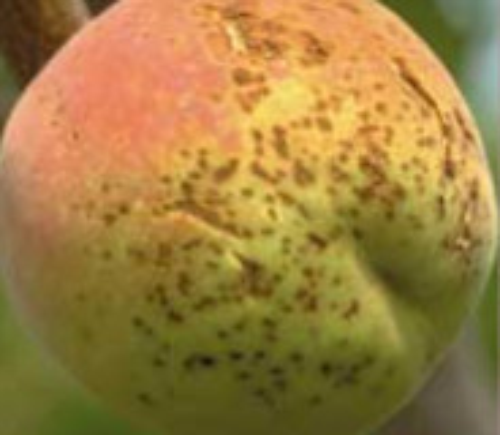 Bacterial spot on peach. 