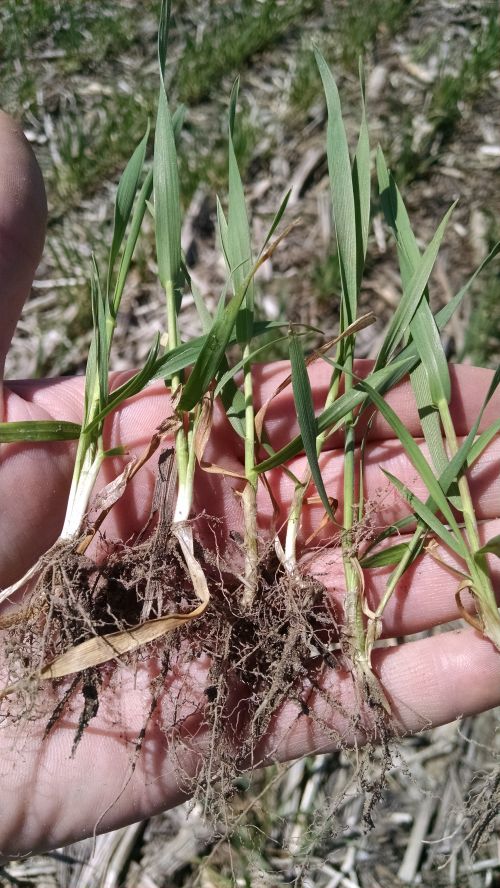Wheat has initiated stem elongation as of May 6, 2015 in a field near Rogers City, Michigan. Photo credit: James DeDecker, MSU Extension