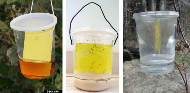 Apple cider vinegar trap (left), yeast and sugar trap (middle), and dry lure trap (right).