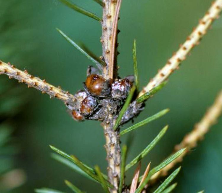 Spruce bud scale. Photo credit: Steven Katovich, USDA Forest Service, Bugwood.org