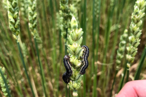 First true armyworm outbreak in wheat since 2010