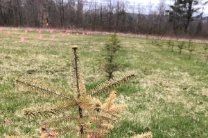 Christmas trees 101: Nutrient management