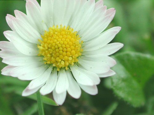  english daisy3.jpg 