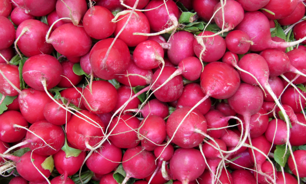How to Grow Radishes - MSU Extension