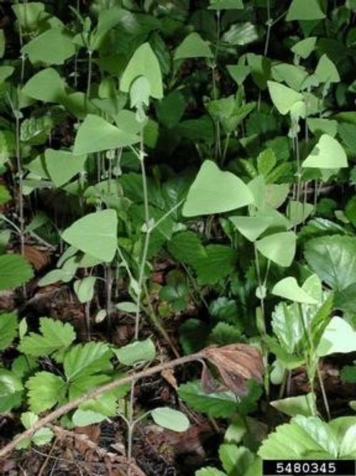Mile-a-minute weed’s leaves are distinctly shaped like an equilateral triangle. Photo credit: Leslie J. Mehrhoff, University of Connecticut, Bugwood.org 
