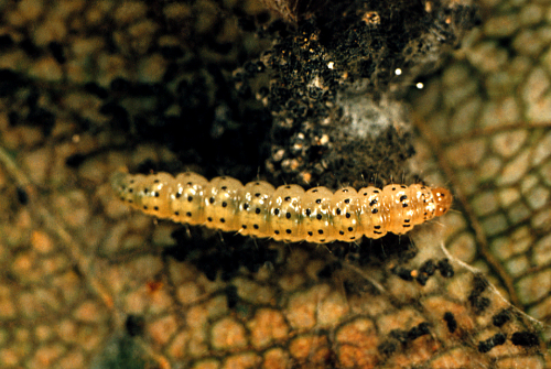Larvae are yellow to pale green with hairy discs on each body segment.