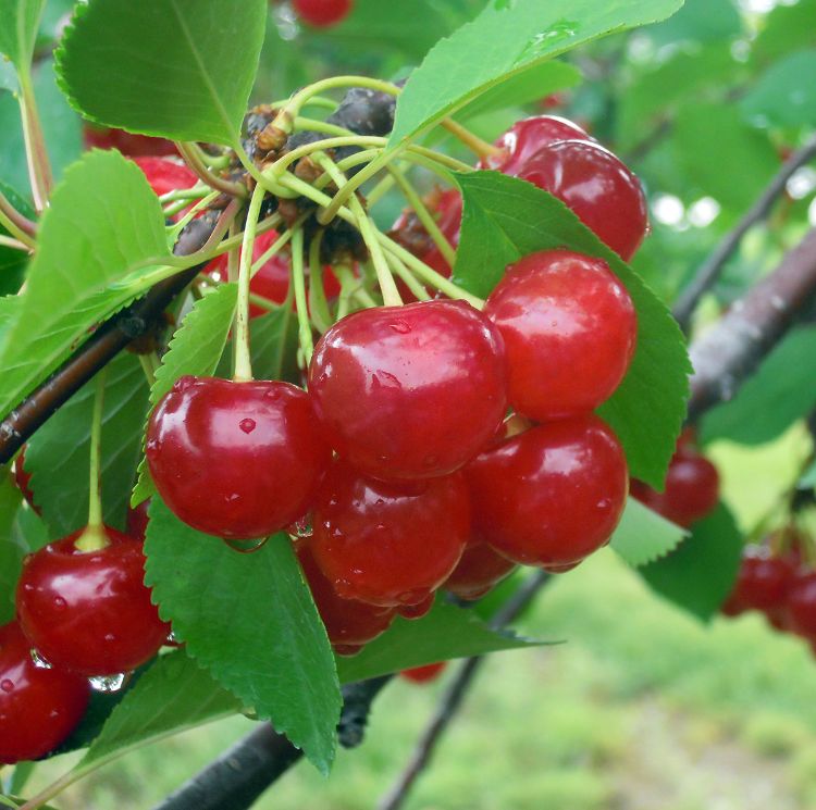 Ripe Montmorency tart cherry fruit. Photo credit: Mark Longstroth, MSU Extension