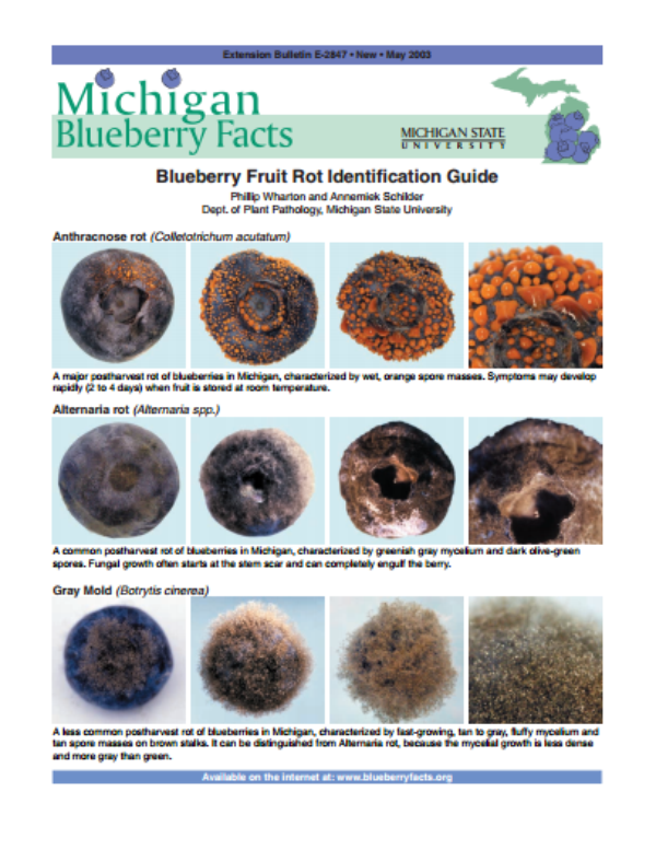 Michigan Blueberry Facts Fruit Rot Identification Guide Blueberries
