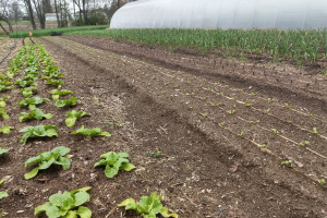 Michigan vegetable crop report - May 11, 2022