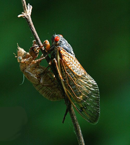 What’s all the excitement about cicadas? Gardening in