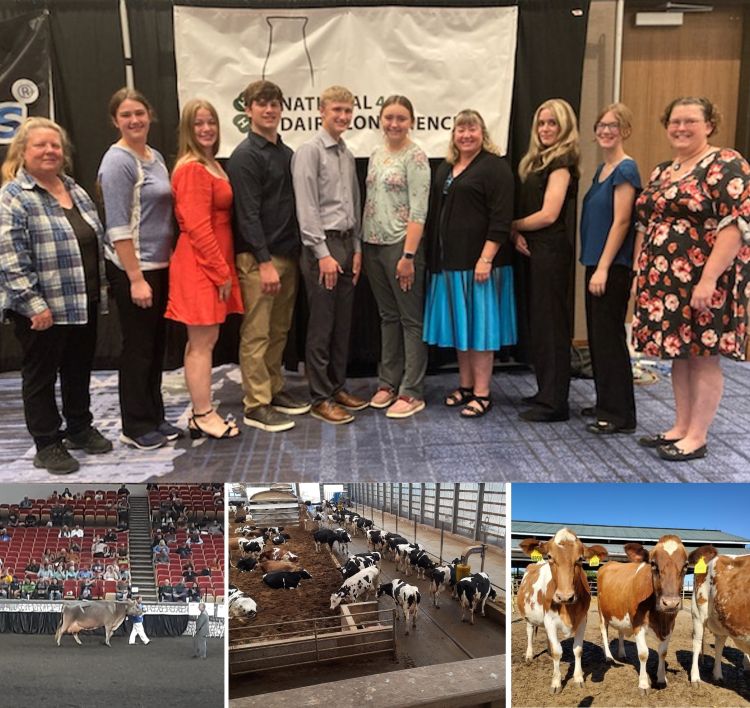 Youth delegates at the National 4-H Dairy Conference; a dairy cow in the show ring; dairy cattle on a farm.
