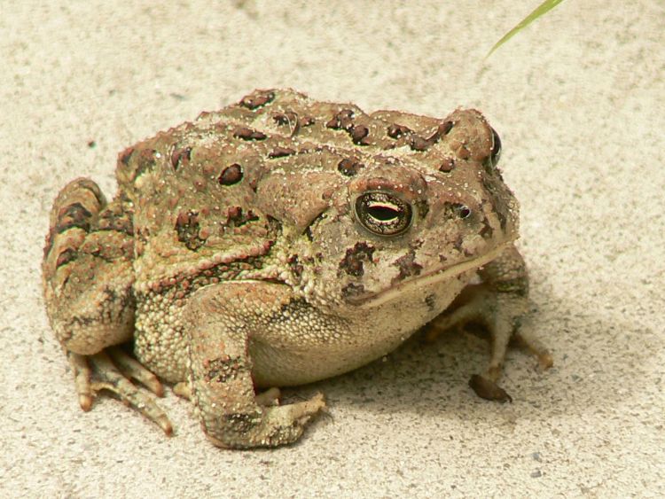 Data collected through the Michigan Frog and Toad Survey were instrumental in noting the decline in the Fowler’s Toad and discussions to make it a protected species. Photo by Laura Perlick, U.S. Fish and Wildlife Service.