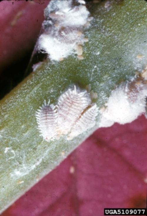 Adults, nymphs, and egg masses of citrus mealybugs.
