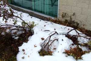 Smart Winter Protection For Trees And Shrubs Msu Extension