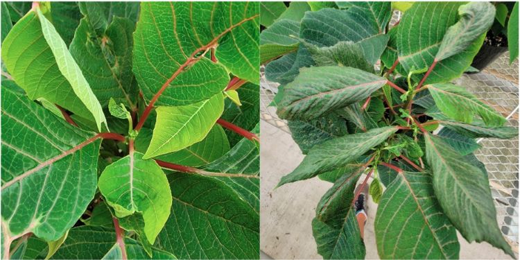 Distorted leaves on two poinsettias.