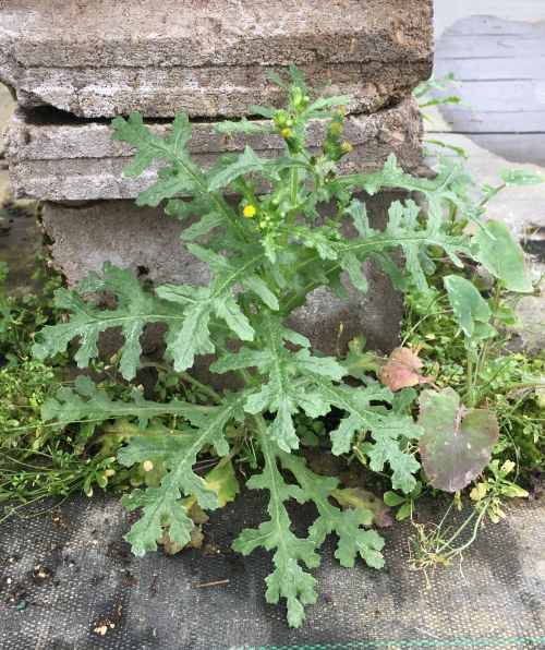 How to manage common groundsel in and greenhouses - Floriculture & Greenhouse Crop Production