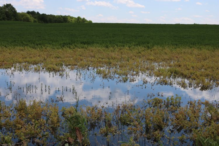 Flooded alfalfa field