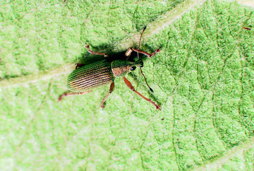 Metallic green or brown curculios with antennae borne on the snout.