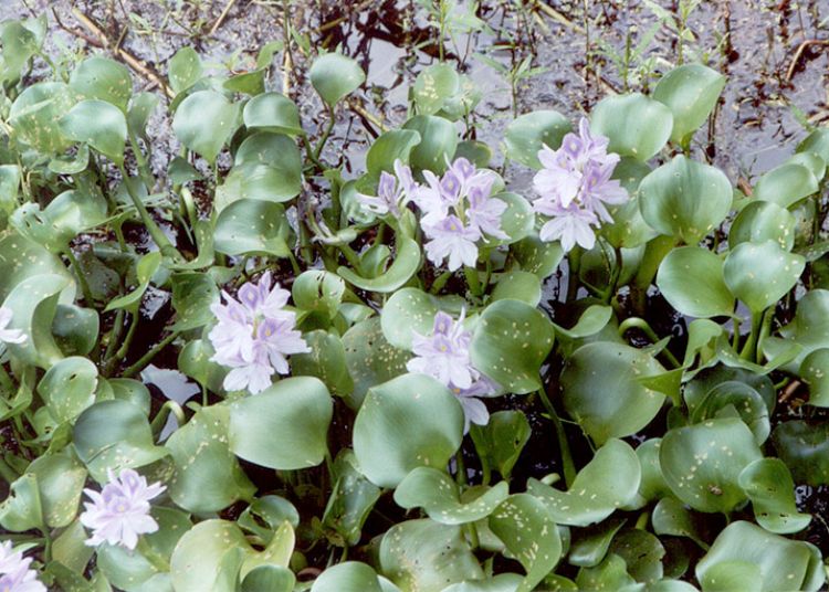Floating water hyacinth