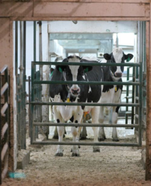 Cows at the MSU dairy farm