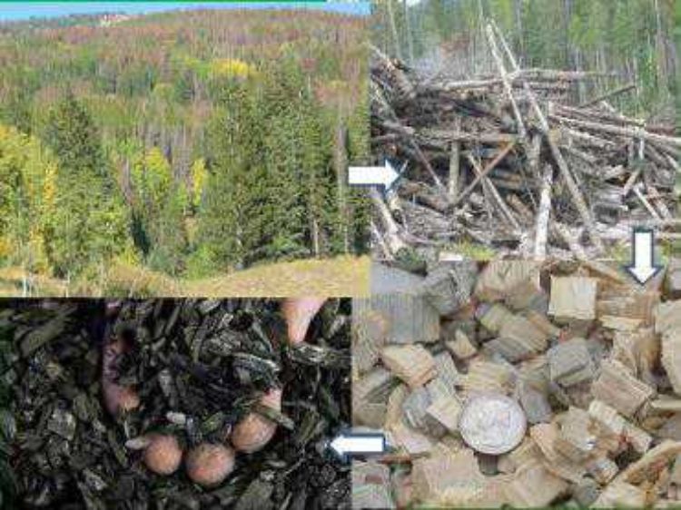 Four images that are put into a diagram. First photo of living trees, second photo of lumber, third photo of the dead wood chopped into pieces, and fourth photo of the wood turned into biochar.