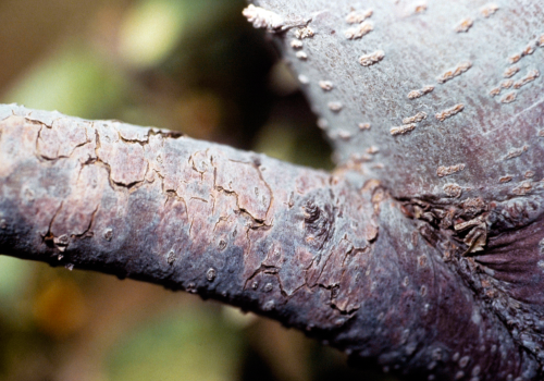  Cankers appear in trees with older wood invaded by wood-rotting fungi. 