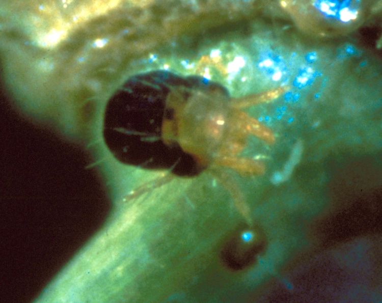 Spruce spider mite adult and egg. Photo credit: USDA Forest Service, Bugwood.org