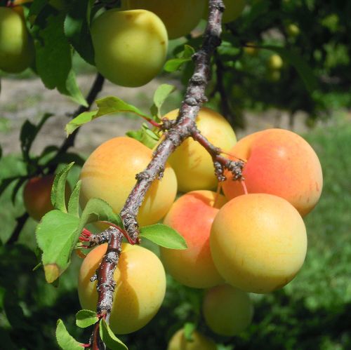 Early gold plum. Photo by Mark Longstroth, MSU Extension.