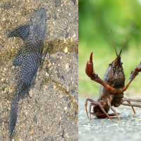 Catfish in water (left) and red swamp crayfish (right).
