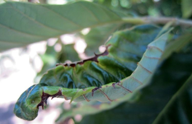 Cupped and necrotic leaf damaged by potato leafhopper feeding. Erin Lizotte, Michigan State University Extension.