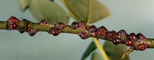  Female scales cover twig undersides. 