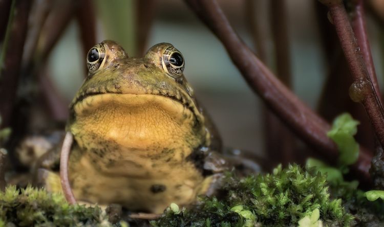 Frogs And Toads Songs Of Spring Msu Extension