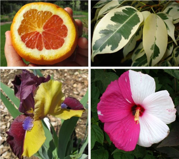 Mutation examples and how they happen Agriculture